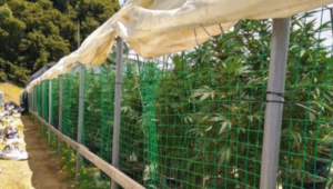 cannabis plastic netting