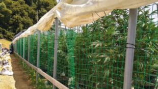 cannabis plastic netting