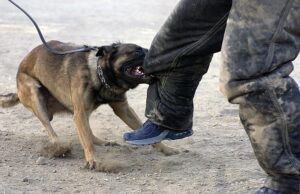 [Stock image of a dog attack]