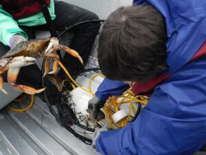 crab fisherman pulling crab from a pot