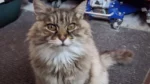 Volunteers searched for 3 weeks in inclement weather to locate a beloved pet that escaped a motorhome during a cross-country move.