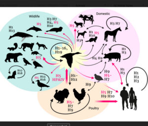[Image:Avian influenza transmission flow from the natural reservoir (aquatic birds) to poultry, humans, and other species. [Figure generated with BioRender.com] from Highly Pathogenic Avian Influenza (HPAI) H5 Clade 2.3.4.4b Virus Infection in Birds and Mammals By Giulia Graziosi; Lupini; Catelli; Carnaccini]
