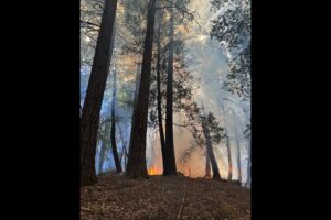 Ten Mile Creek Understory Burn in October 2024 [Photo by Alicia Bales]
