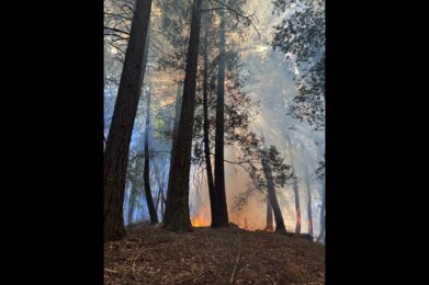 Ten Mile Creek Understory Burn in October 2024 [Photo by Alicia Bales]
