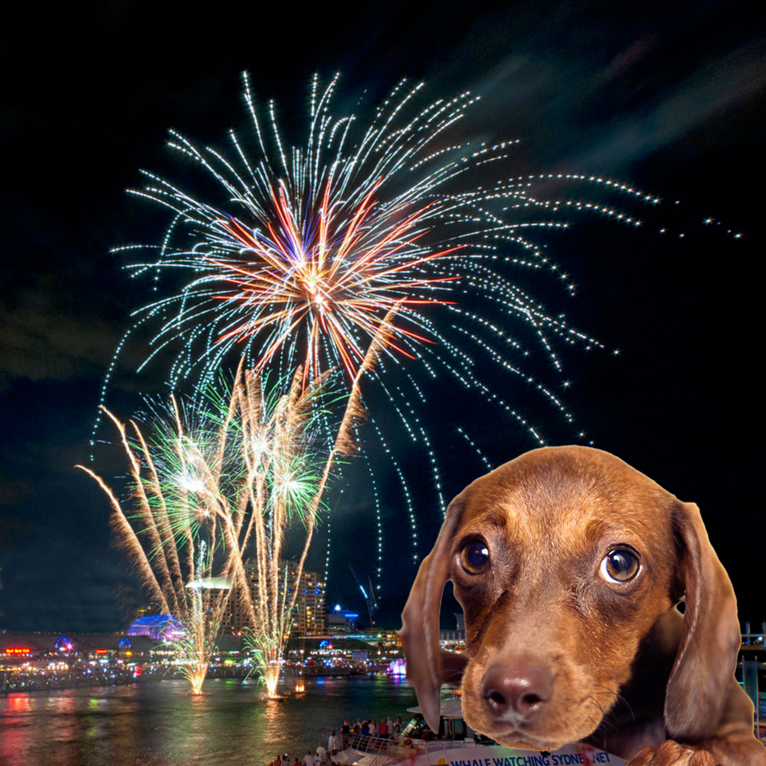 Dogs Protesting Fireworks Protecting Your Pets From Fireworks | KMUD | Redwood Community Radio