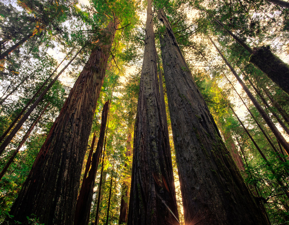 redwoods